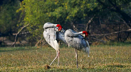 Day Trip to Bharatpur, Bird Sanctuary from Agra